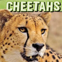 Cheetahs by Gagne, Tammy